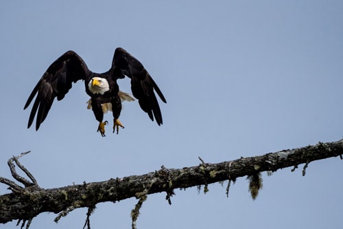 eagle