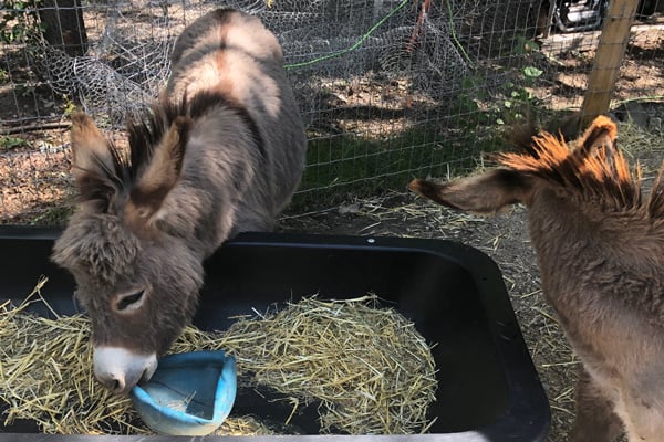 view of donkeys eating while glamping in idaho