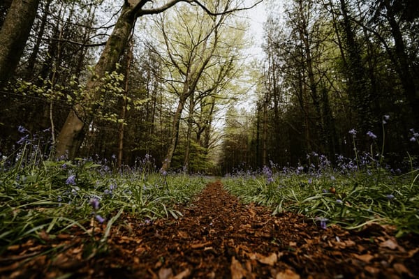 Glamping New Forest view of trail with flowers and trees 
