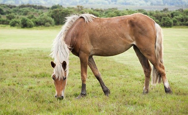 Glamping New Forest View of Horse with grass and trees behind