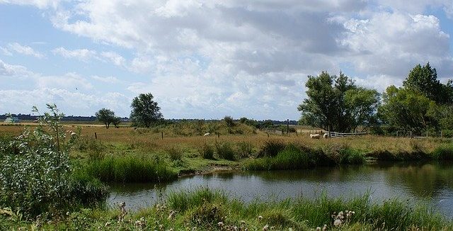 Glamping Essex farm field view with sheep and river