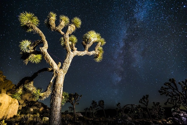 joshua tree 699391 640