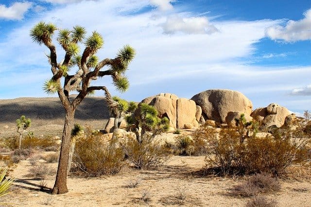 joshua tree national park 74399 640