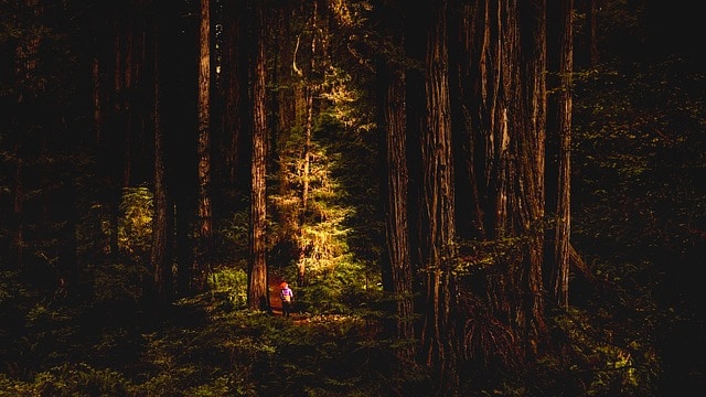 redwoods big sur view of forest with hiker