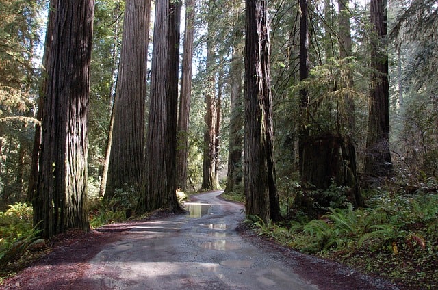 Ventana Big Sur Glamping Resort tree lined road