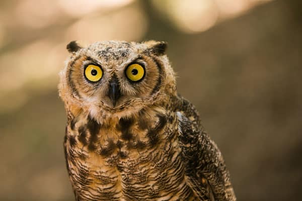 Ventana Big Sur Glamping Resort view of owl eyes staring at you