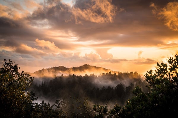 big basin redwood state park view at dusk with clouds and trees