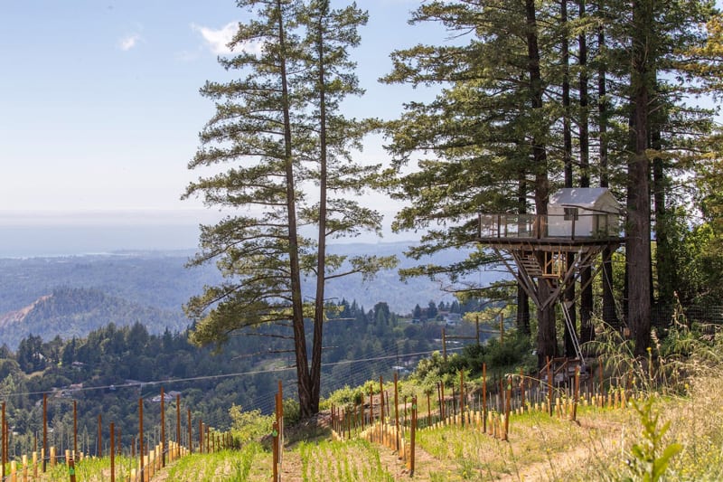 Bay Area Glamping Treehouse in a Vineyard view of the treehouse with glamping tent on it and the vineyard below it
