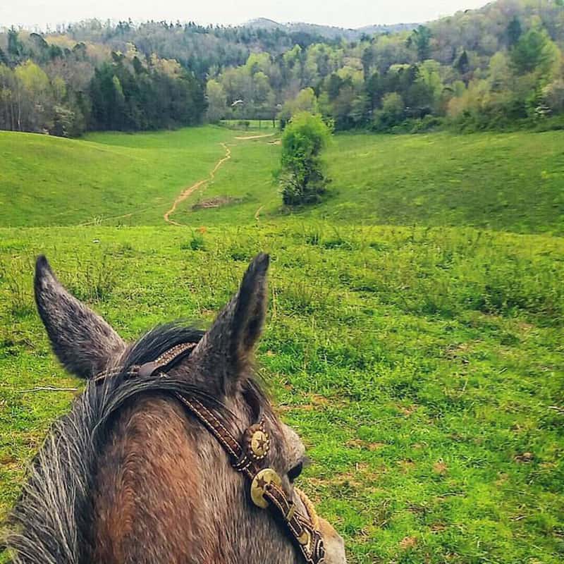 Blue Ridge Mountain Trail Rides