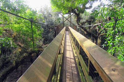 canopy walk