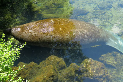 manatee