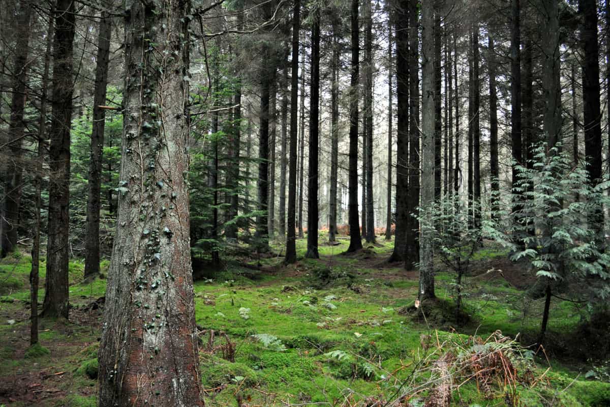Forest of Dean Glamping Spots
