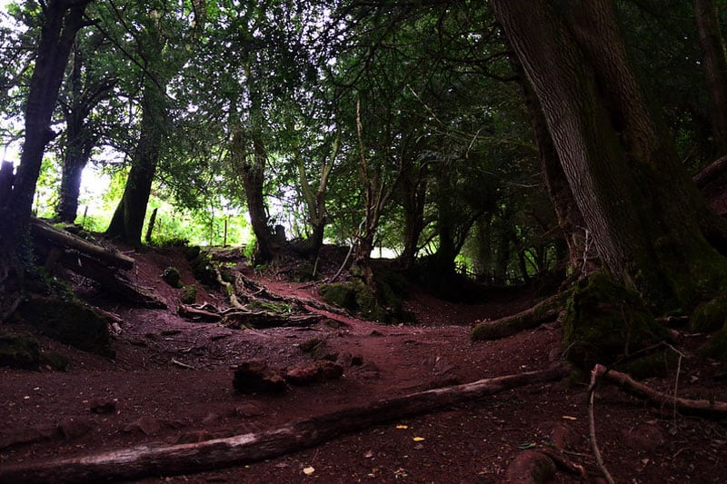 puzzlewood
