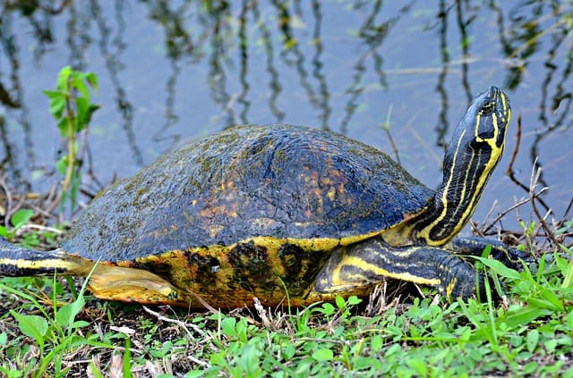 tortoise 1120198 640