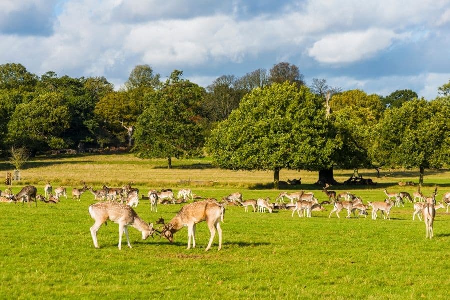 Richmond Park: Greater London