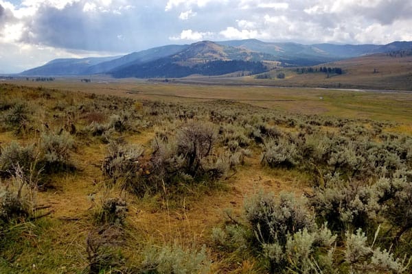Hayden Valley