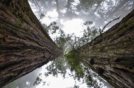 Glamping the Redwoods