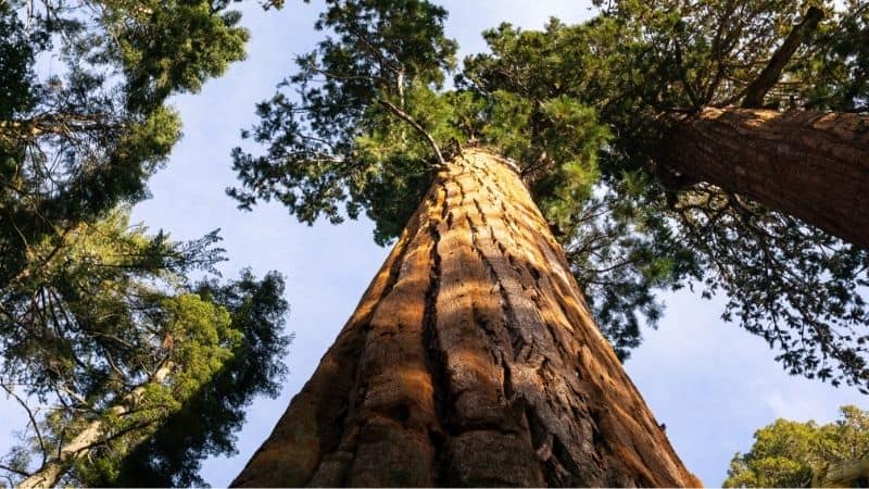 Sequoia National Park