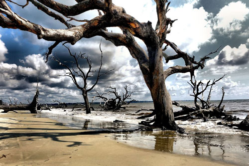Driftwood Beach