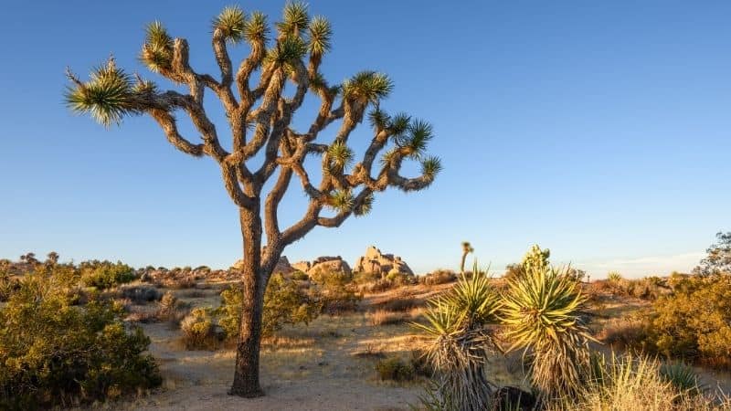 Joshua Tree National Park