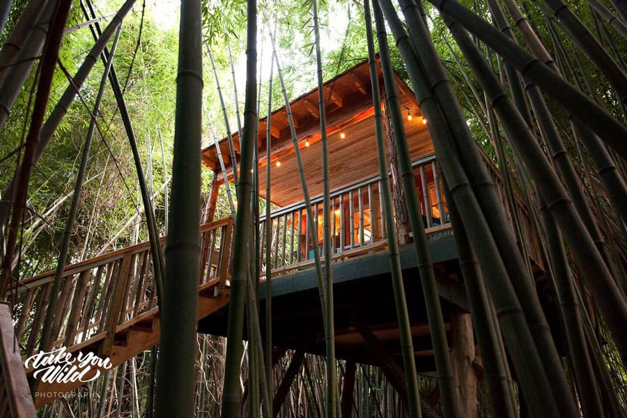 Alpaca Treehouse Glamping in Georgia