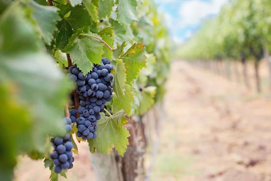Wineries and Breweries