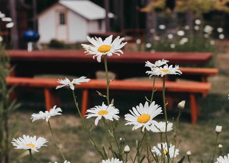Heartwood Mendocino Glamping Cabin