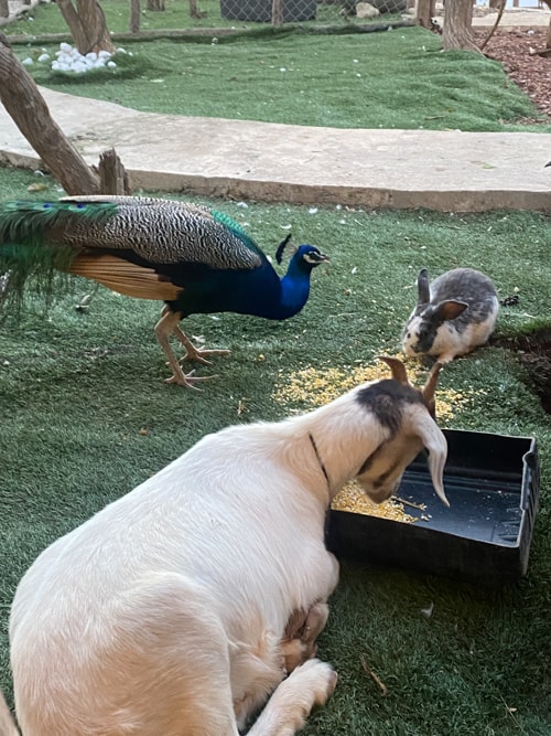 Goat peacock and bunny at Palm Valley Cabins