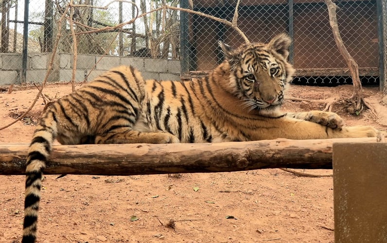 One of two rescued baby tigers waiting to be rehomed
