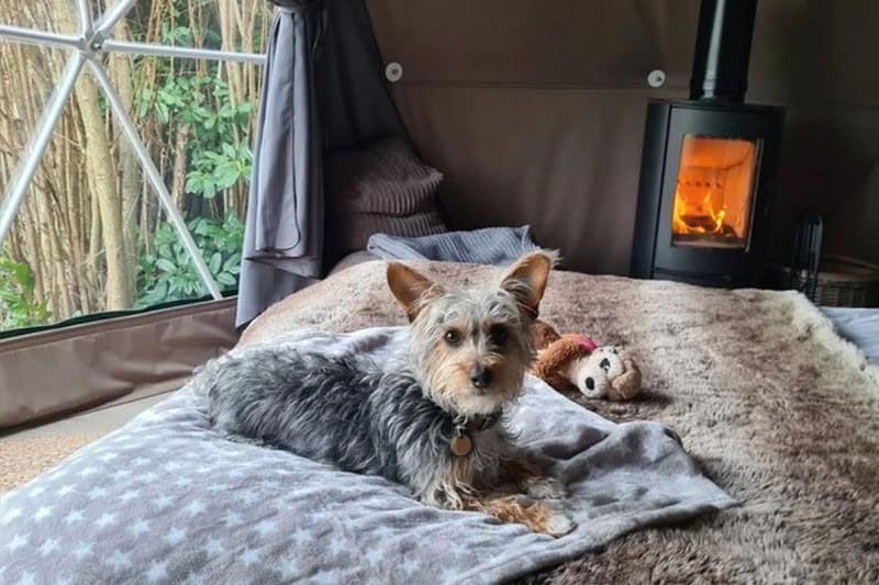 How to Choose the Right Dog-Friendly Glamping Site