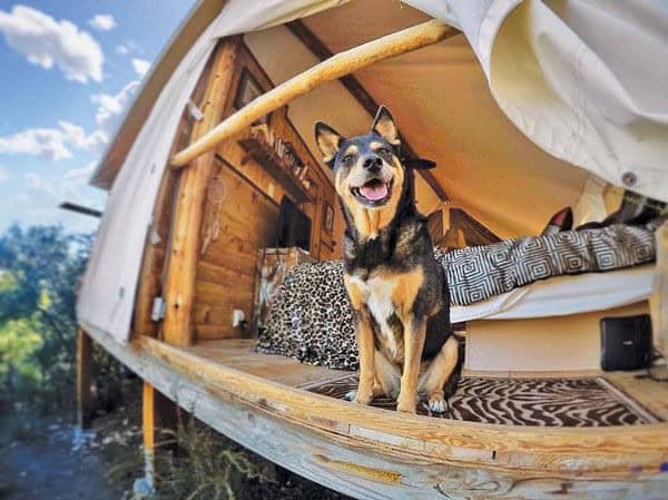 Safety Tips for Traveling with Pets to a Glamping Site