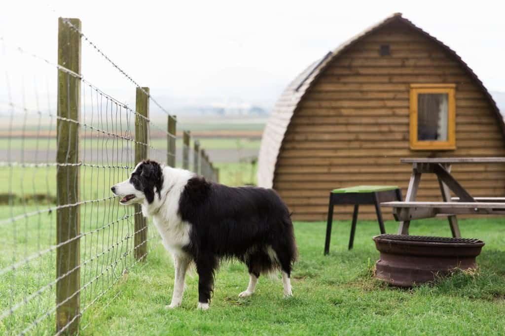 Pet-Friendly Glamping