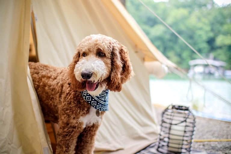 Dog-Friendly Glamping Tips for a Great Trip