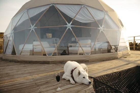 Some Pet-Friendly Glamping Options to Book